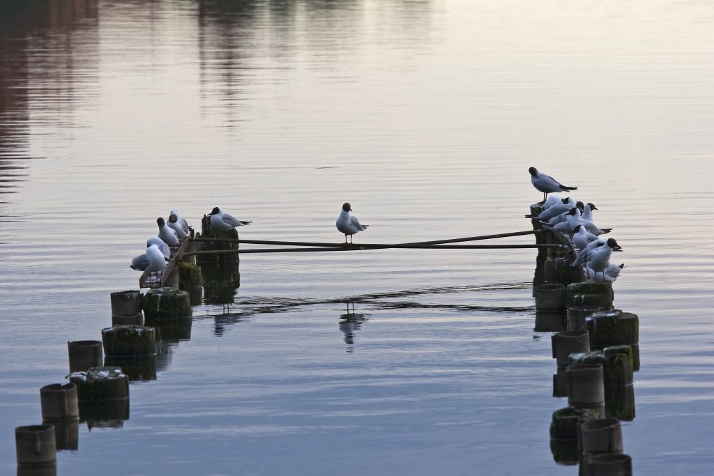 deciding gull between two groups of sitting seagulls